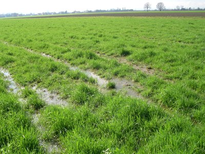 La quantità di acqua, aria e nutrienti disponibili per la crescita delle piante è influenzata dalle proprietà fisico-idrologiche del suolo e dalle pratiche gestionali