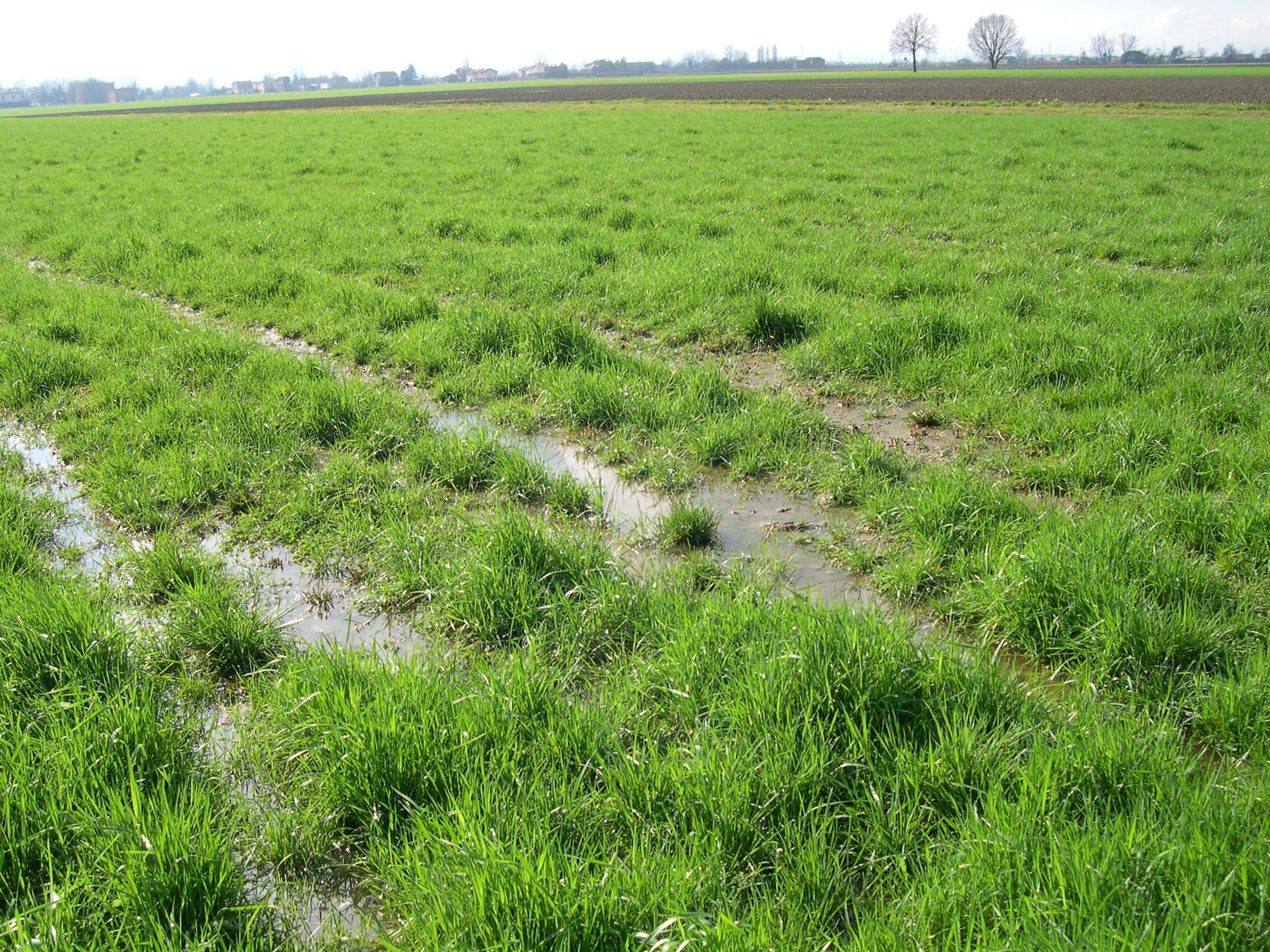 Campo con acqua stagnante