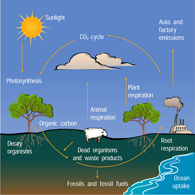 Ciclo carbonio