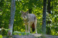 Il lupo in pianura: incontro con gli esperti per rispondere alle domande e le curiosità dei cittadini