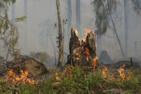 Pubblicati i nuovi dati regionali delle aree percorse da incendio boschivo nel 2021