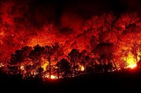 Via libera della Giunta al nuovo Piano regionale contro gli incendi boschivi