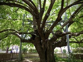 Gli alberi monumentali dell'Emilia-Romagna: giornate formative sulla gestione in ambito urbano e sulla conoscenza degli aspetti normativi e di valorizzazione
