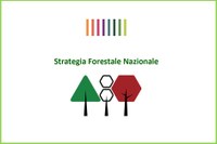 La Strategia Forestale Nazionale: il futuro delle foreste e del settore forestale