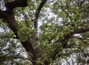 La gestione degli alberi monumentali in Emilia-Romagna