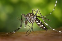 Lotta alle zanzare. Pronto il Piano regionale arbovirosi 2023