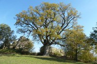 In Emilia-Romagna è legge la tutela degli alberi monumentali: approvato in Assemblea legislativa il progetto della Giunta regionale