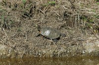Biodiversità. Esemplari di tartarughe americane sulle spiagge di Rimini, Riccione, Misano Adriatico