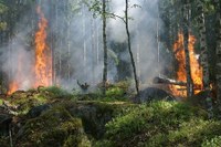 Foreste danneggiate da incendi, calamità naturali ed eventi catastrofici