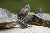 Ritrovamenti di esemplari della specie esotica invasiva tartaruga palustre americana sulle spiagge: aggiornamento