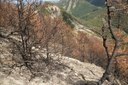 Incendi boschivi, Codice Giallo: continua fino a venerdì 4 agosto la fase di attenzione