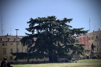 Forestazione. L’Emilia-Romagna ha 25 nuovi alberi monumentali, salgono a 622 le tutele complessive