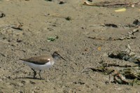 Scanno di Goro: censiti migliaia di uccelli nel Parco del Delta del Po