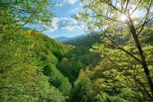 Sviluppo, tutela e valorizzazione del patrimonio forestale dell’Emilia-Romagna
