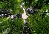 Forestazione: nasce il Registro regionale dei servizi ecosistemici per riconoscere il valore, anche economico, generato da boschi e foreste