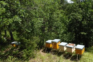 20 maggio: Giornata mondiale delle api
