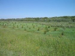 Foto: Area di riequilibrio ecologico Bisana (Archivio Provincia di Bologna)