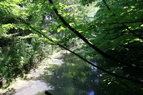 foto:canale nel Fontanile di Montale canale (autore M.Gualmini)