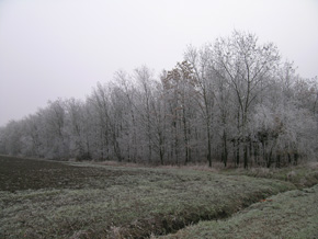 foto: veduta del Bosco Saliceta (autore M.Gualmini)