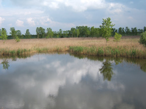 foto: veduta della zona umida in località "Valle Sopra" (Archivio Provincia di Modena)