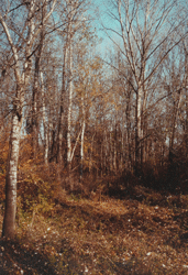 Bosco d'autunno(Archivio Provincia di Reggio Emilia)