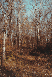 Bosco d'autunno(Archivio Provincia di Reggio Emilia)