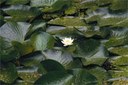 foto: Ninfea bianca(archivio Provincia di Ravenna)
