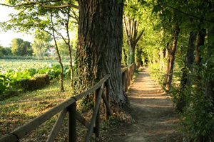 foto: Visione primaverile del sentiero che costeggia il bacino del Parco del Loto (autore Giovanni Bartolotti)