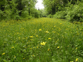 foto: Area di Riequilibrio Ecologico "Podere Pantaleone" (Archivio Unione dei Comuni della Bassa Romagna)