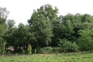 foto: Vegetazione lungo-il Rio Calamino (autore Lino Casini)