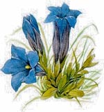 Genzianella