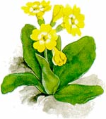 Primula orecchia d'orso 