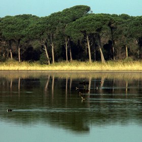 La pineta di San Vitale si specchia nelle acque della piallassa