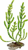 Salicornia