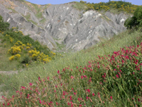 foto: calanchi in fiore - Archivio Parco