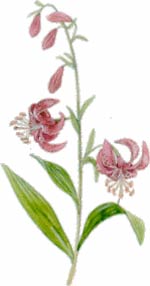 Giglio martagone