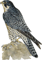 Falco pellegrino