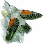 Picchio muraiolo