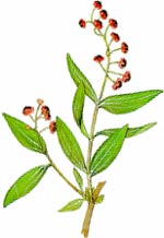 Cororiaria myrtifolia