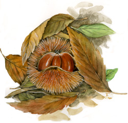 Frutto del castagno (Castanea sativa).
