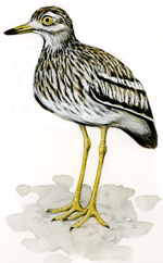 Occhione - autore Tiziana Gironi