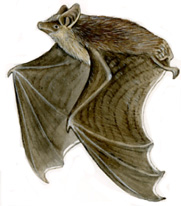 Pipistrello albolimbato- autore Tiziana Gironi
