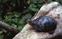 foto: Emys orbicularis, simbolo della Riserva  (Archivio Riserva)