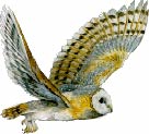 Barbagianni