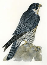 Falco pellegrino