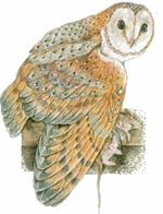 Barbagianni