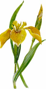 Iris giallo