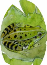 Rana verde