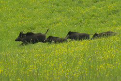 foto: una scrofa di cinghiale in fuga con i piccoli - Autore Guido Sardella 