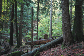 foto:il bosco della Riserva naturale  di Sasso Fratino (autore N.Agostini)